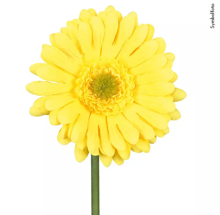 Gerbera