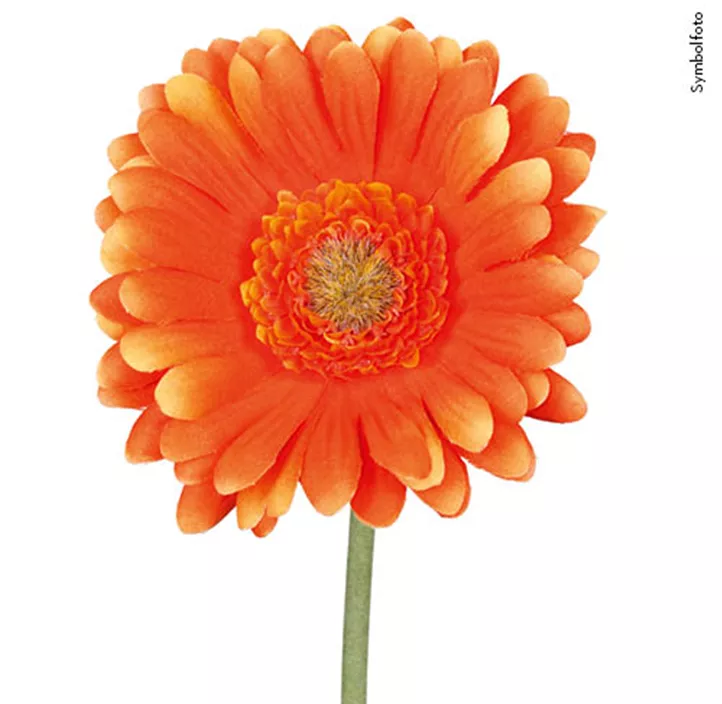Gerbera