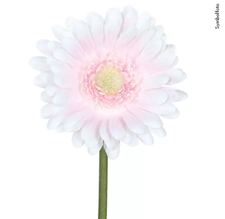 Gerbera