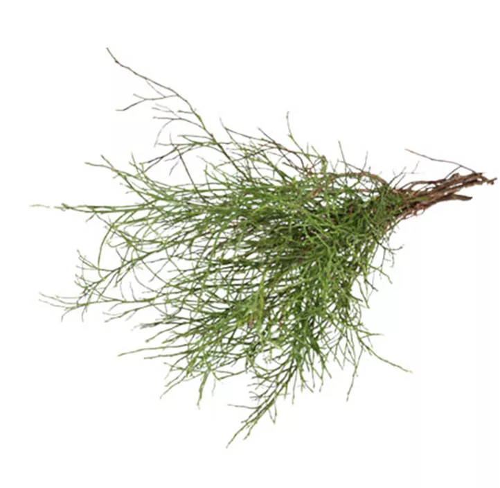 Heidelbeerzweige Bund