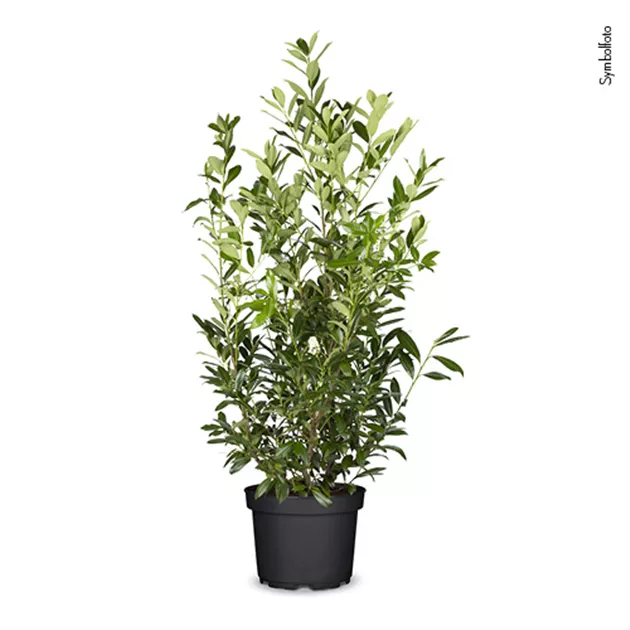 Prunus laurocerasus Caucasica, Kaukasischer Kirschlorbeer 'Caucasica' -  Bellaflora