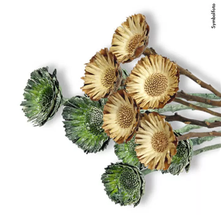 Protea Rosette klein