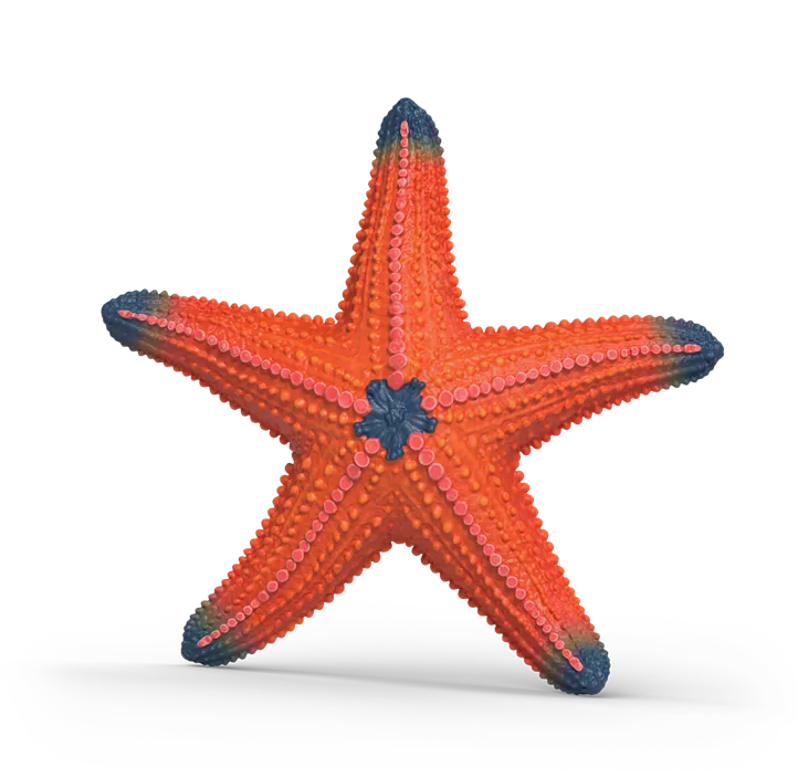 Seestern mit Farbwechsel