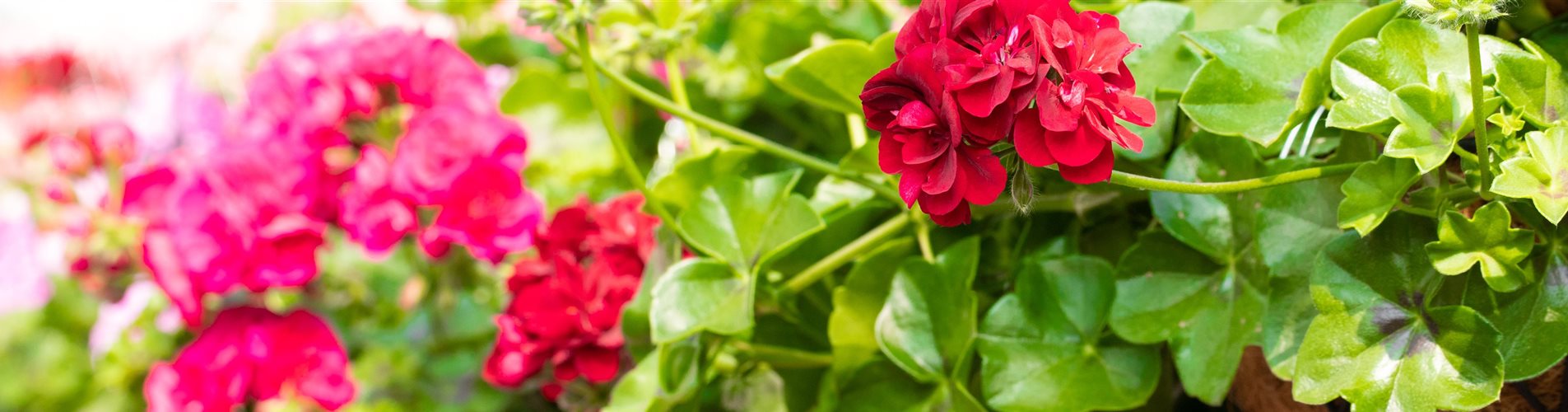 Pelargonium peltatum ,Great Balls of Fire Burgundy Blaze' Pelargonium peltatum ,Great Balls of Fire Burgundy Blaze'