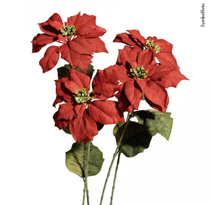 Weihnachtsstern samt (x1)