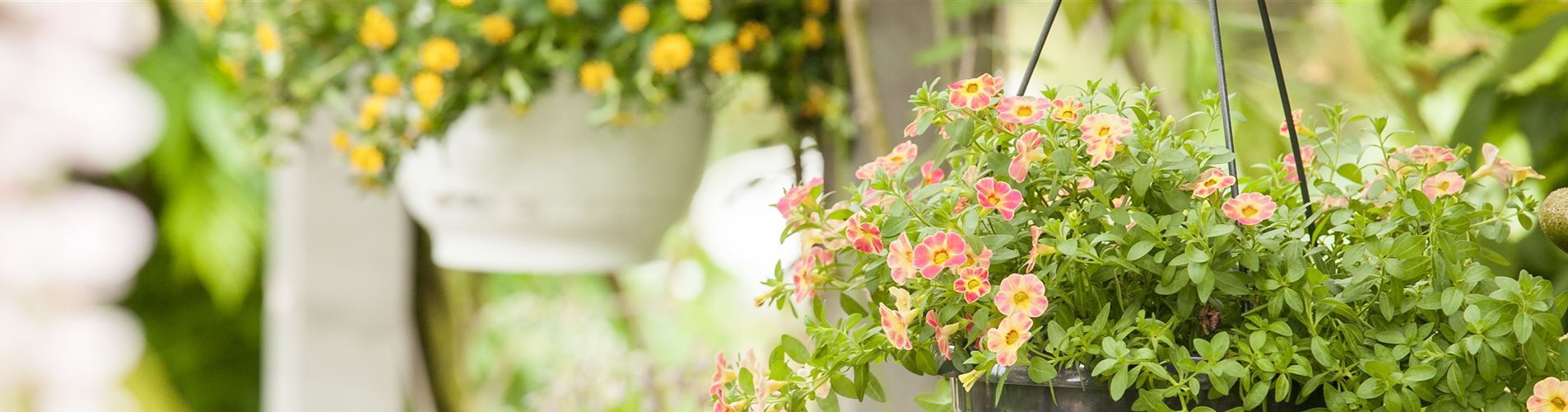 Calibrachoa Calibrachoa