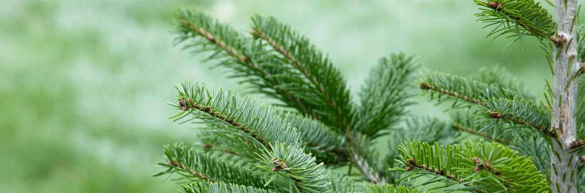 Echte Weihnachtsbäume Echte Weihnachtsbäume