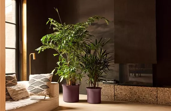 Premium June tulip vintage plum.i1.jpg