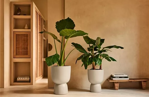 Premium amber coupe balanced beige.i1.jpg