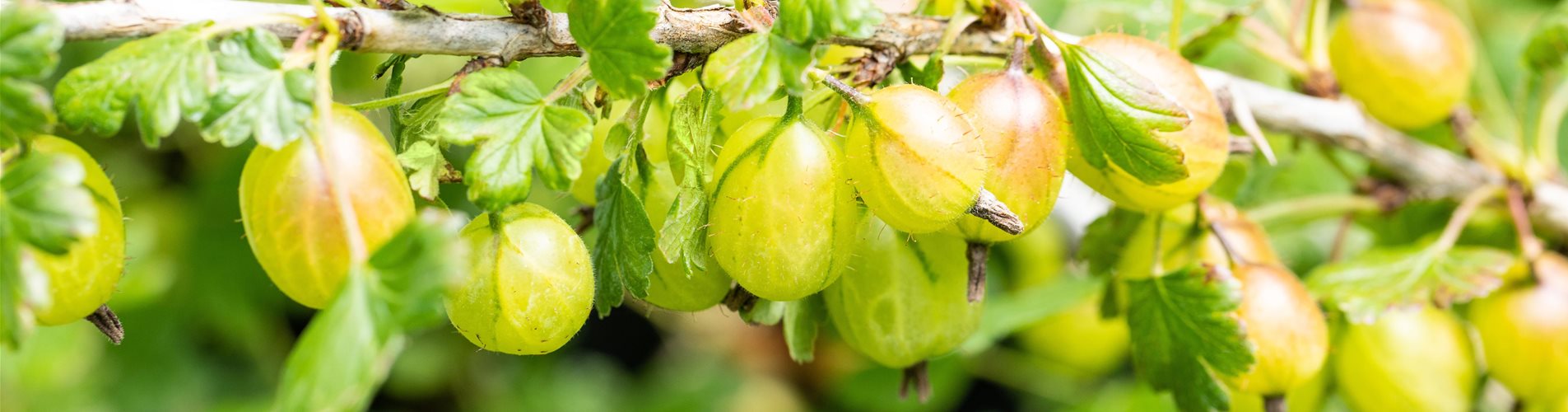 Ribes (Stachelbeere) 'Invicta'