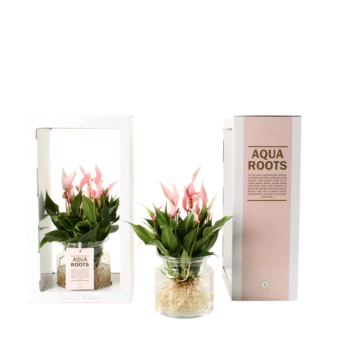 Flamingoblume im Glas (Aqua Roots)