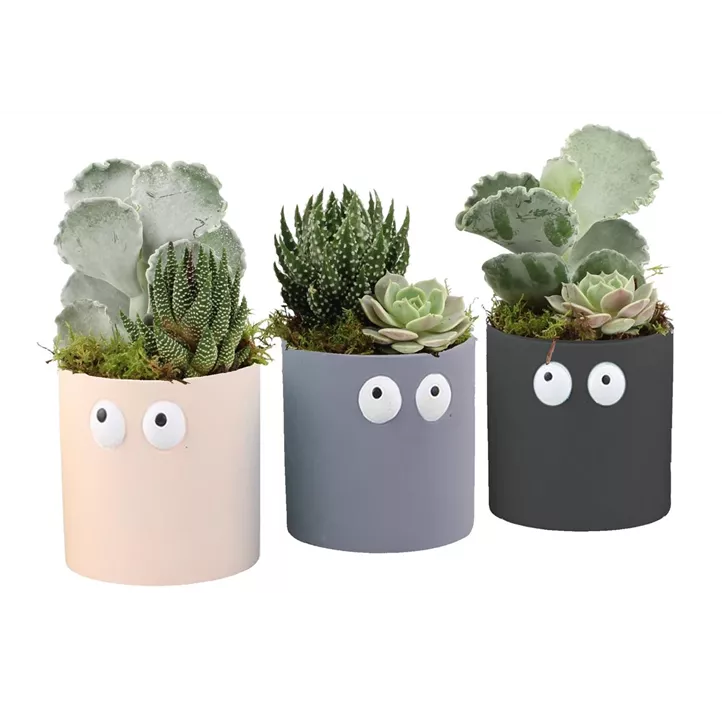 Arrangement Sukkulenten mit Augen Halloween