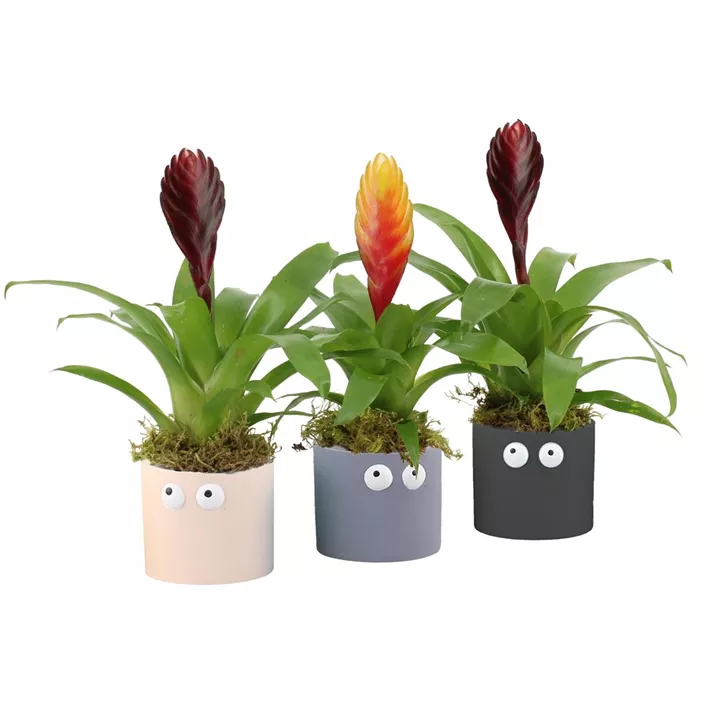 Arrangement Bromelie mit Augen Halloween