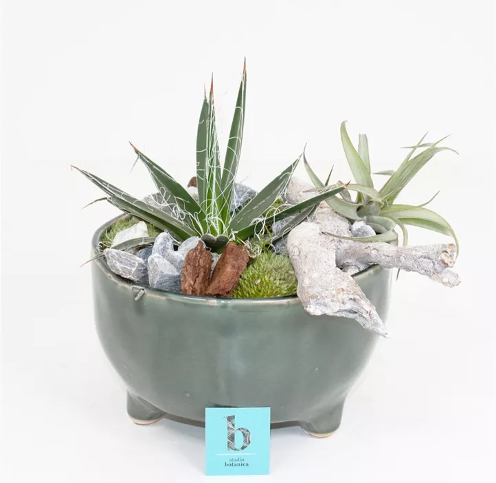 Arrangement Exclusive Green 568