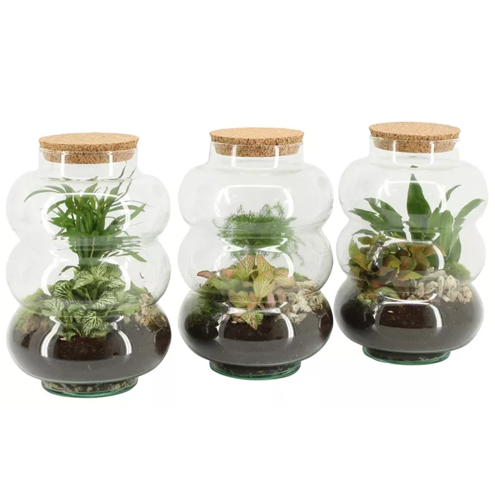 Indoor-Terrarium Bubble