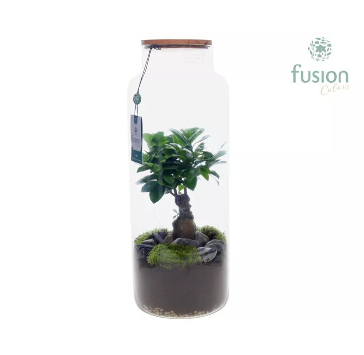 Indoor-Terrarium mit Ficus Ginseng Bonsai