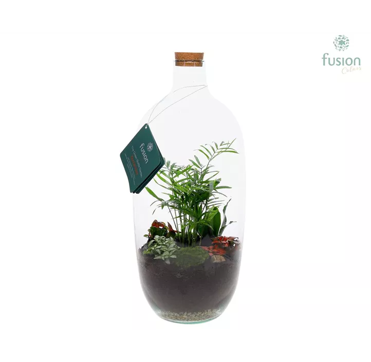 Indoor-Terrarium mit Grünpflanzen Bodegon L