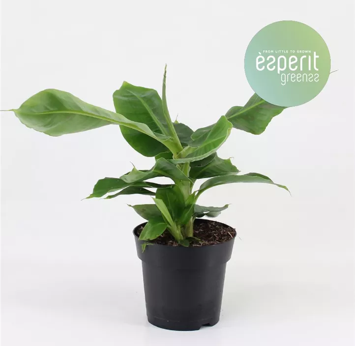 Zwergbanane 'Oriental Dwarf'