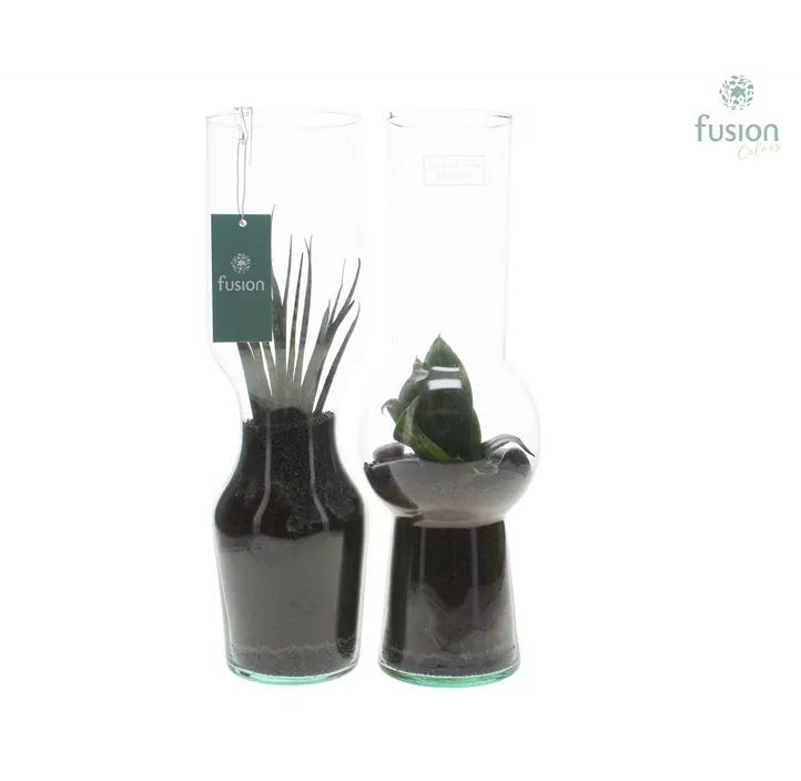 Sansevieria im Glas Duo Green Bottle®