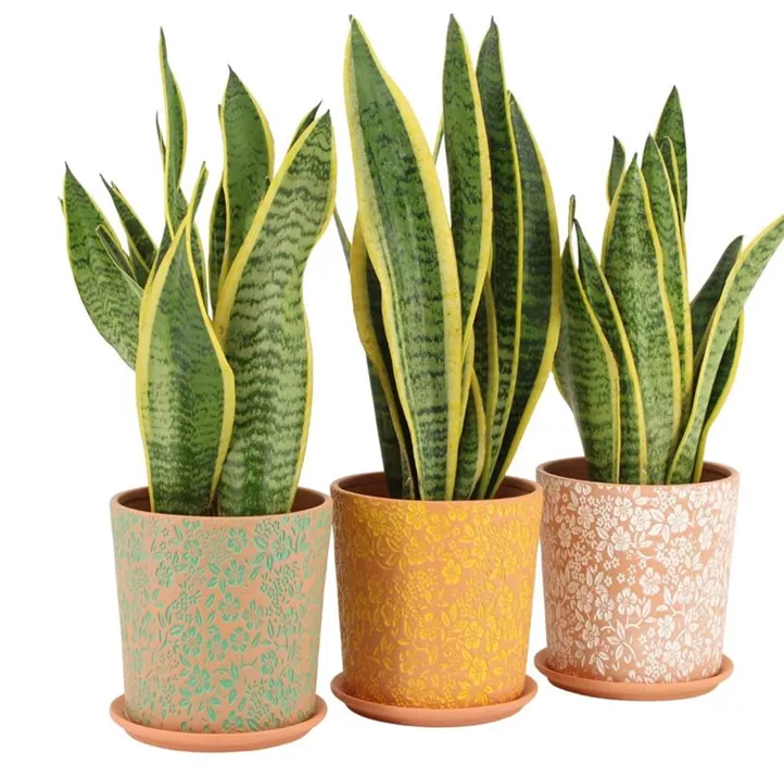 Sansevieria in Frühlingskeramik Solutionss