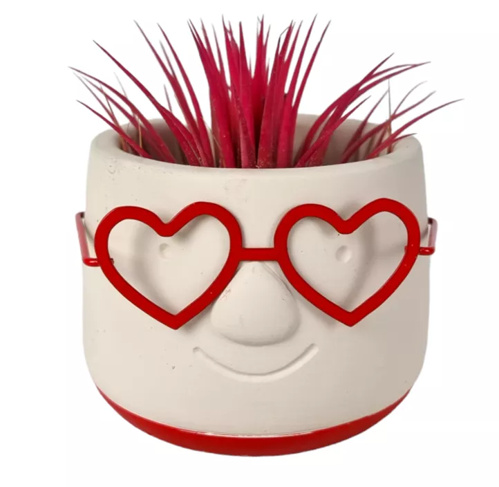 Tillandsie Love Dude