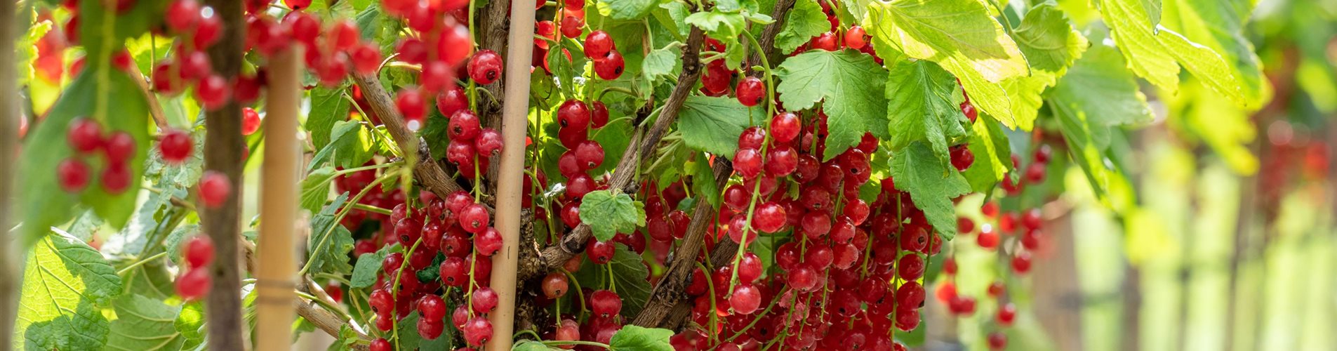 Ribes uva-crispa 'Rovada' Ribes uva-crispa 'Rovada'