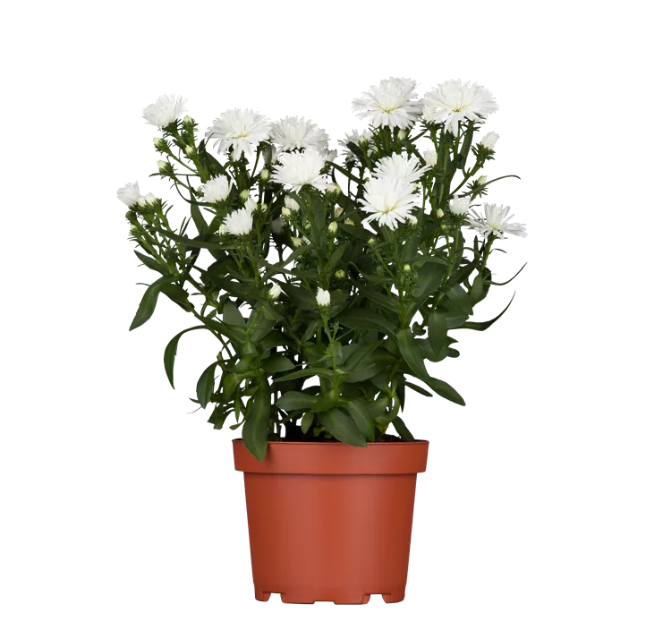Glattblatt-Aster 'Victoria® Wilma'