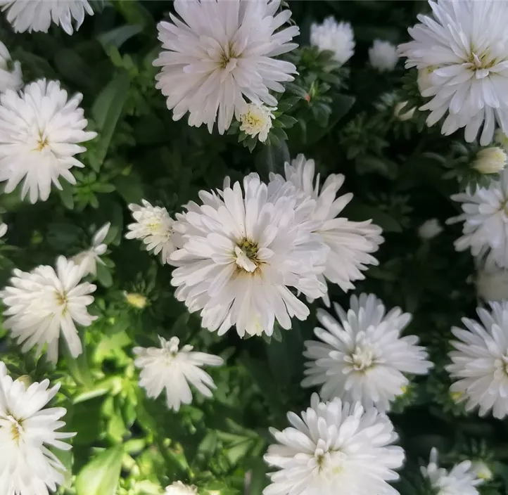 Glattblatt-Aster 'Victoria® Wilma'