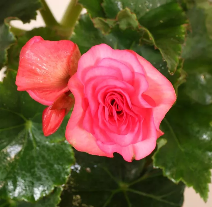 Begonie 'Solenia Rot'