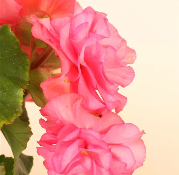 Begonie 'Solenia Rot'