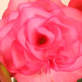 Begonia elatior Solenia Freiland