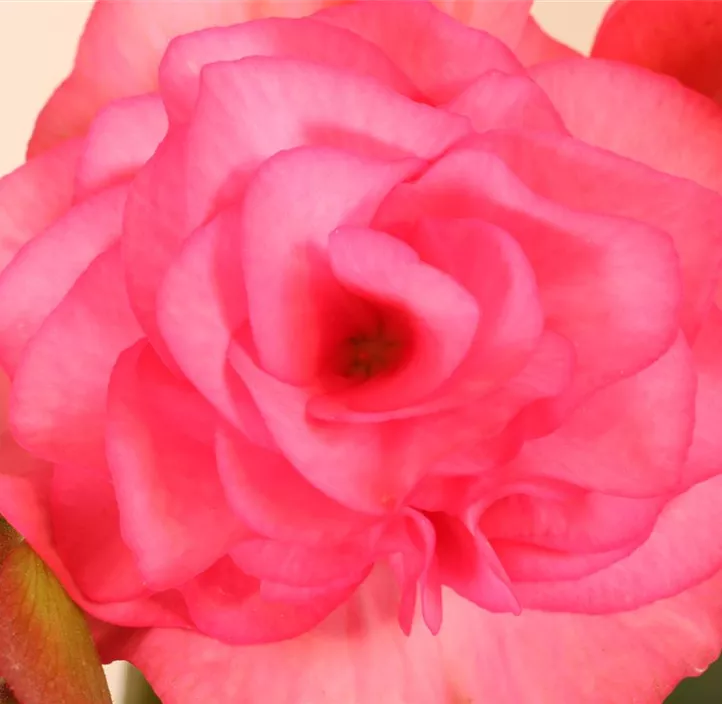 Begonie 'Solenia Rot'