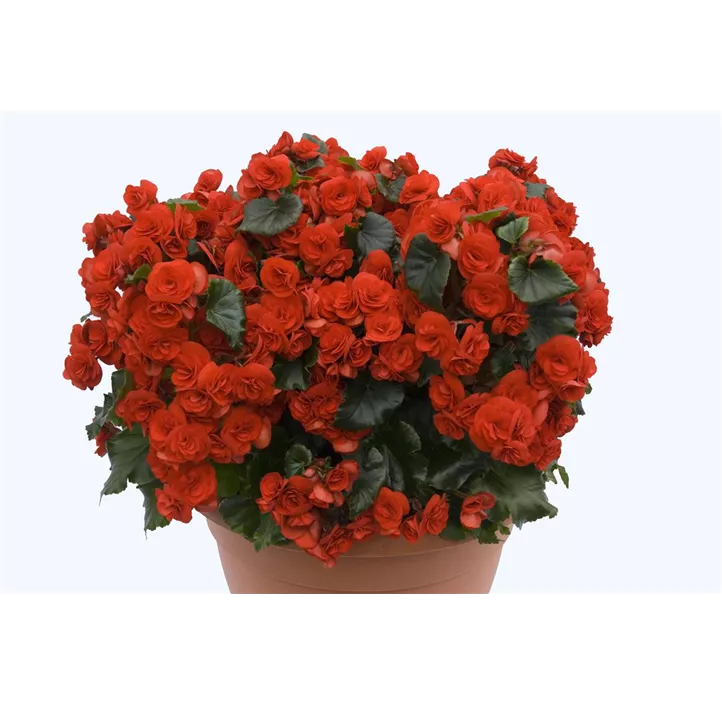Begonie 'Solenia Rot'