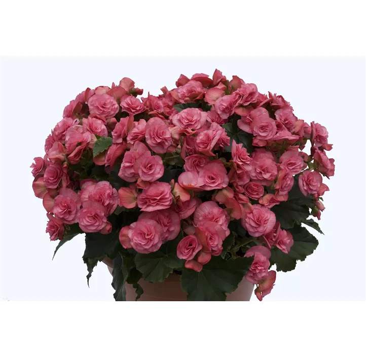 Begonie 'Solenia Rot'