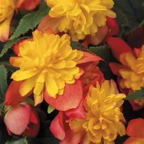 Begonia Rise Up Harlequin