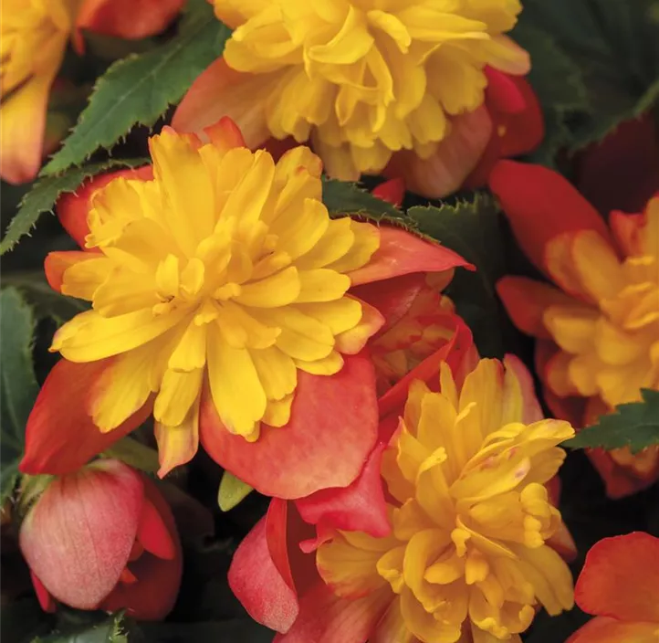 Begonie 'Riseup™ Harlequin'