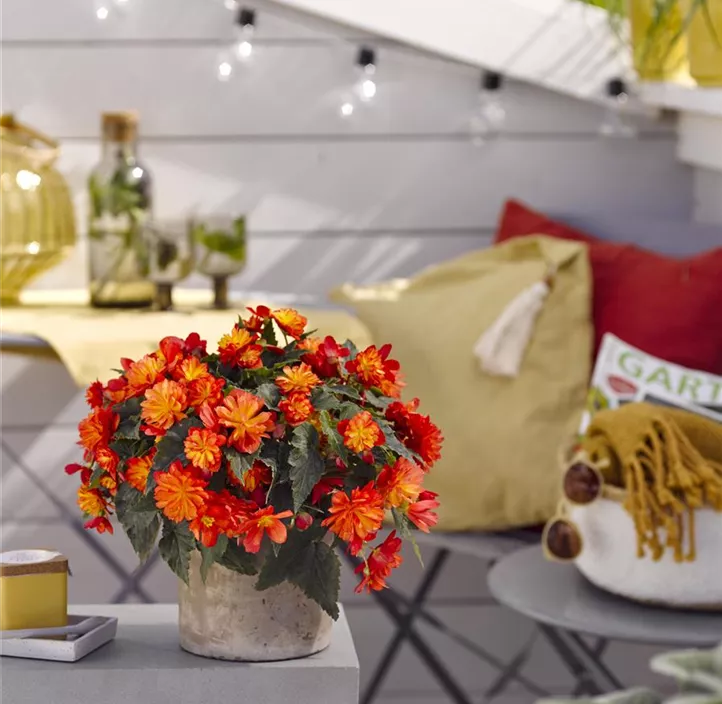 Begonie 'Riseup™ Harlequin'