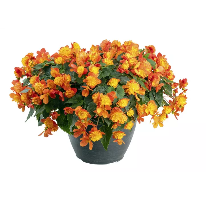 Begonie 'Riseup™ Harlequin'