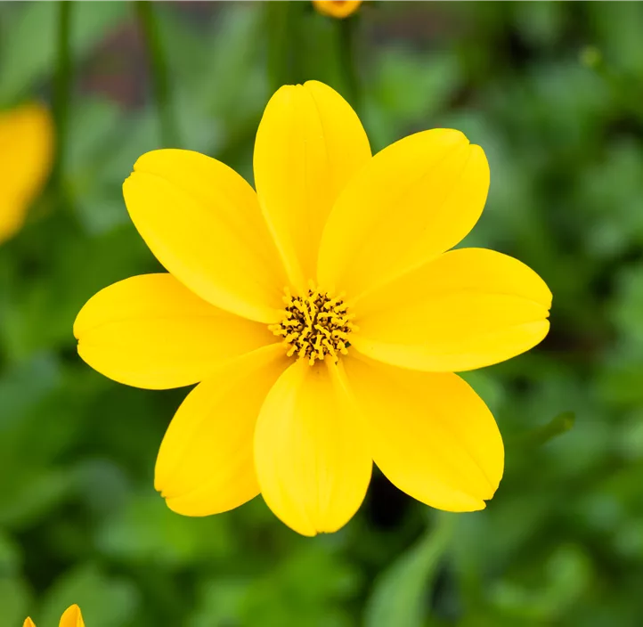 Goldmarie 'Bidopsis® Efraim´s Gold'