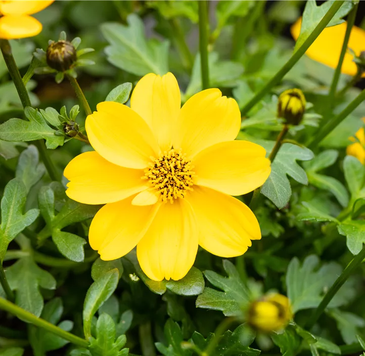 Goldmarie 'Bidopsis® Efraim´s Gold'