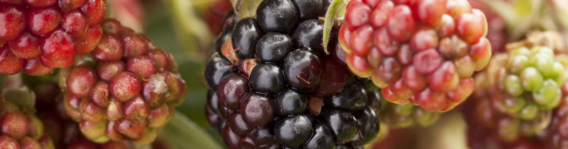 Rubus fruticosus Rubus fruticosus