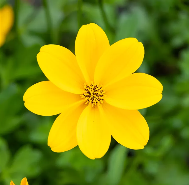 Goldmarie 'Bidopsis® Efraim´s Gold'