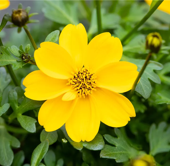 Goldmarie 'Bidopsis® Efraim´s Gold'