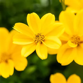 Bidens ferulifolia Golden Empire