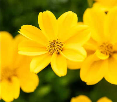 Bidens ferulifolia Golden Empire