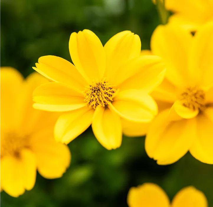 Goldmarie 'Golden Empire'