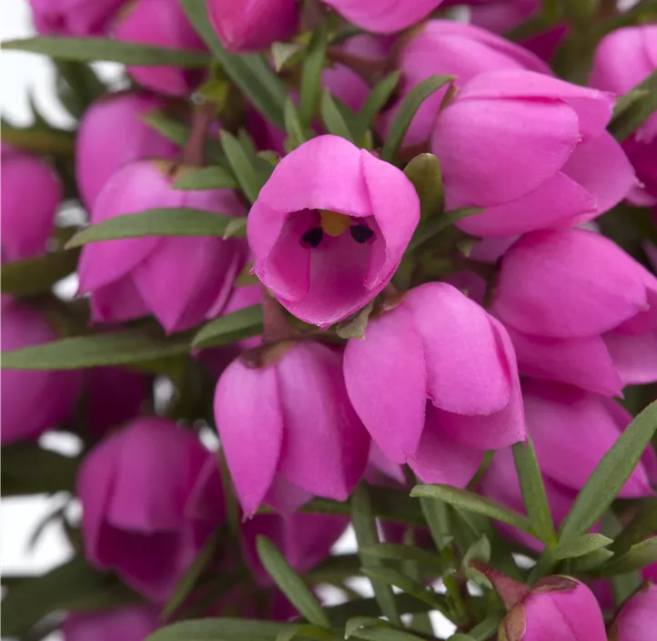 Korallenraute 'Pink Pearl'