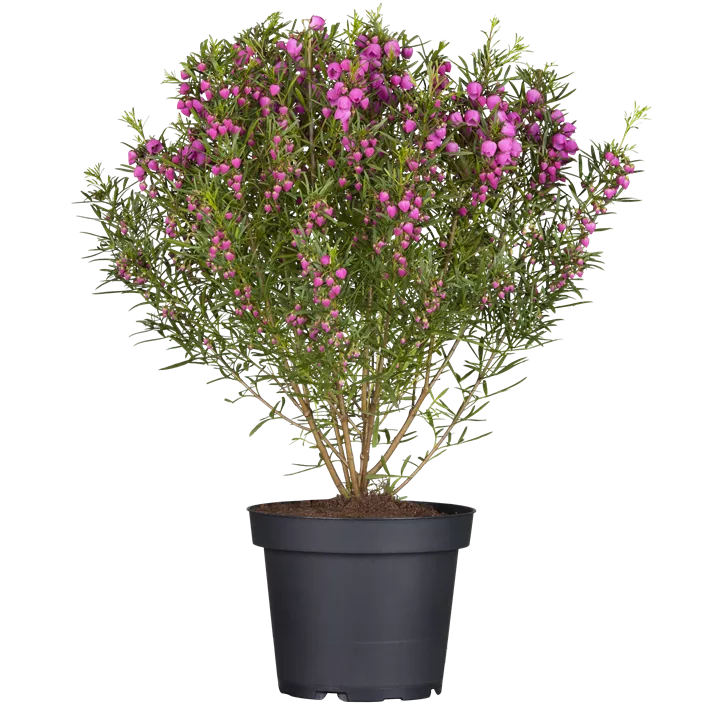 Korallenraute 'Pink Pearl'