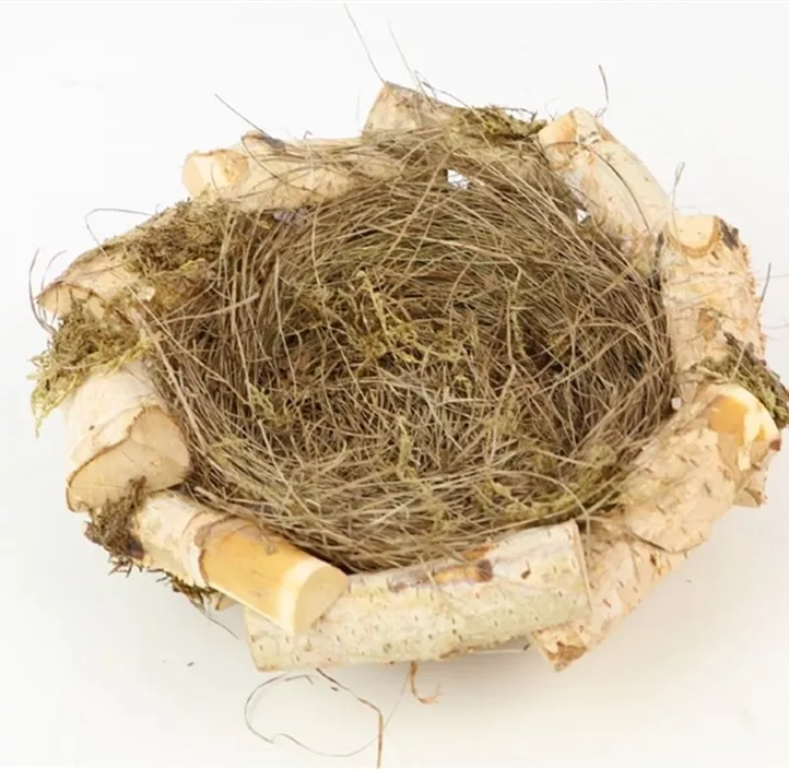 Birkennest mit Gras