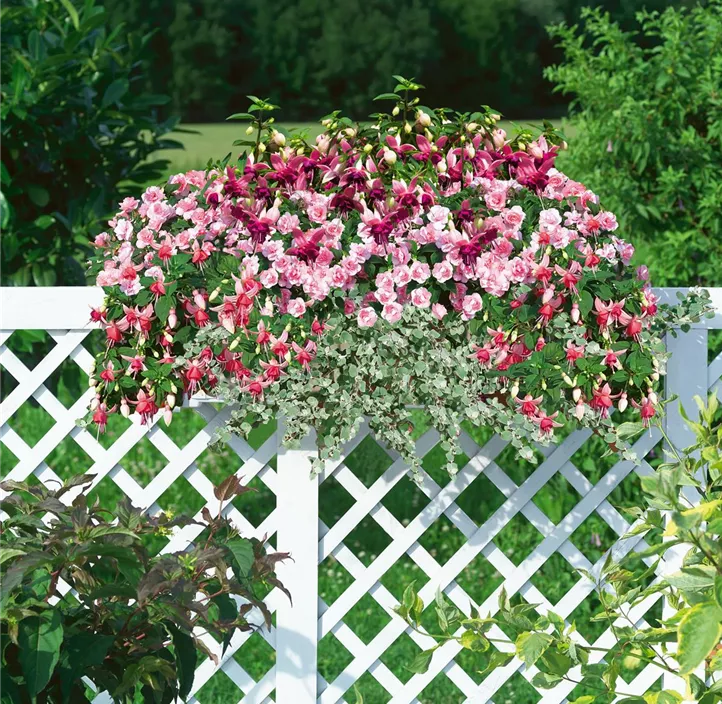 Bunter Balkon Schattenkisterl